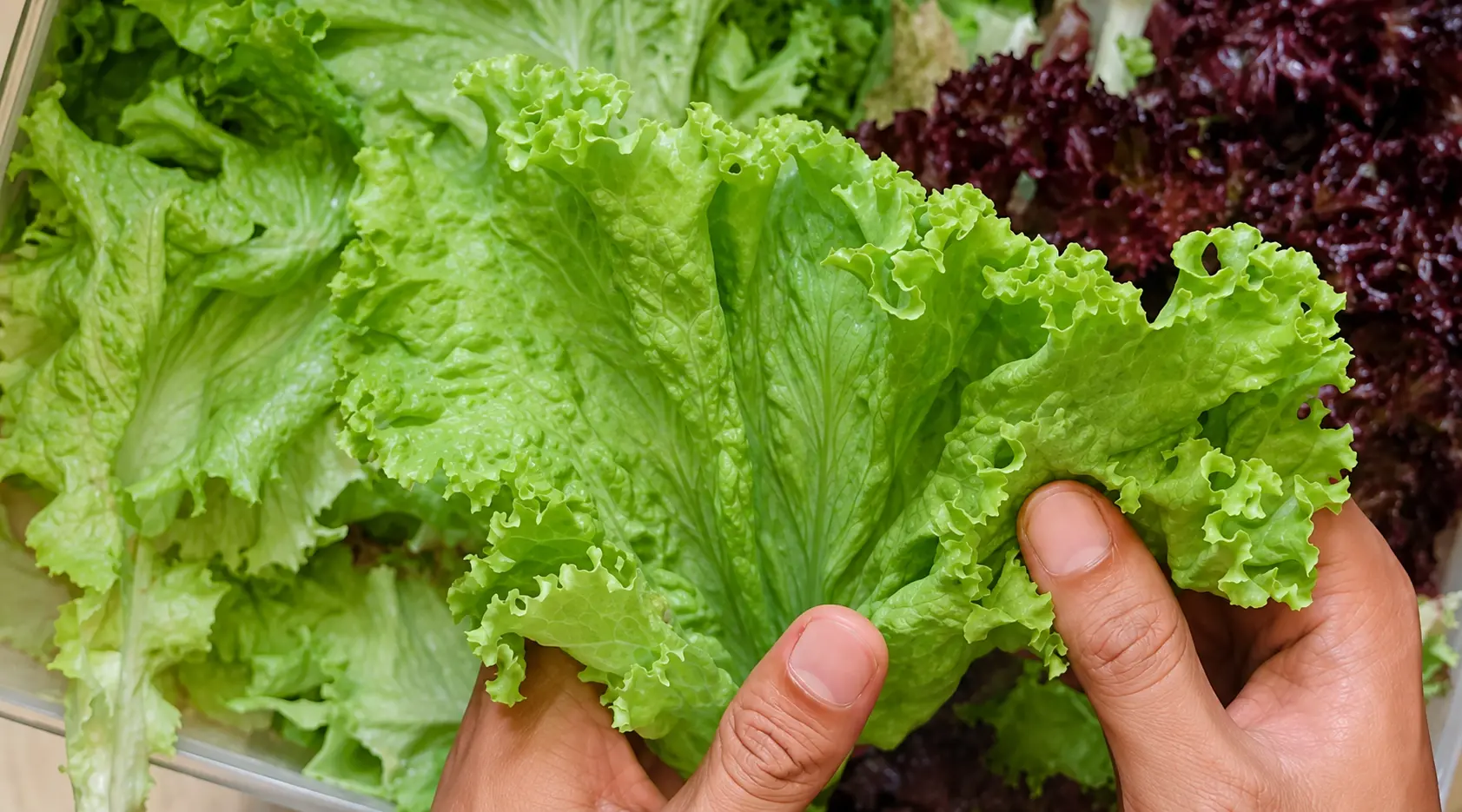 Fresh green lettuce being carefully selected by hand, highlighting the importance of quality and fresh ingredients.